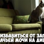 Как избавиться от запаха кошачьей мочи на диване