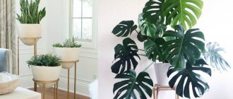 placement of indoor plants in the interior